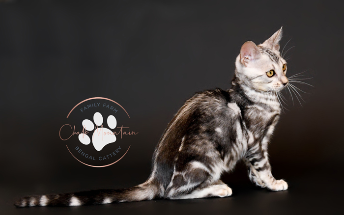 bengal kittens for sale